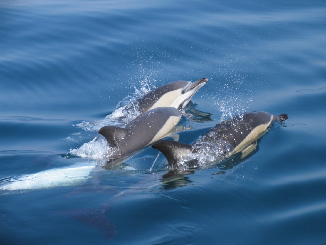 Delfines en el Algarve