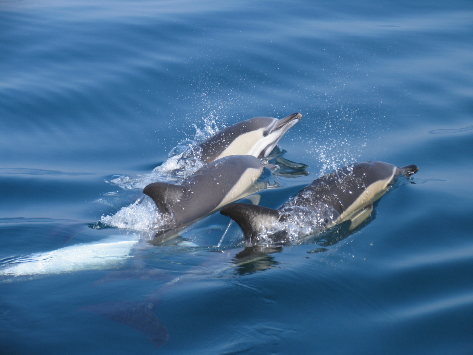 observação de golfinhos no algarve
