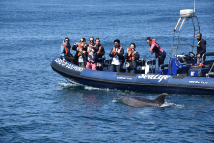 Observación de delfines en el Algarve